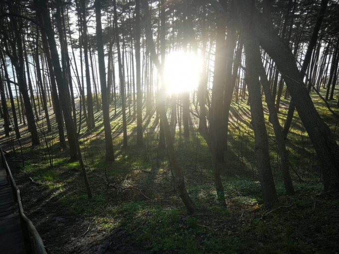 Girulių - Melnragės miško likimas: liko tik 3 dienos pasisakyti prieš pajūrio miško mažinimą