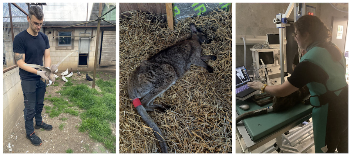 LSMU LGGC suteikė būtiną veterinarinę pagalbą iš Klaipėdos zoologijos sodo paimtiems gyvūnams
