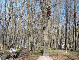 Atnaujinami miesto želdynai: Skulptūrų parke pradedamas arboristinis genėjimas, Baltijos pr. planuojami keli šimtai medžių