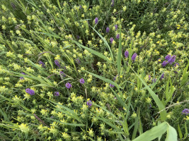 Kuršių nerijos orchidėjos – išskirtinis gamtos lobis, kurio negalima liesti